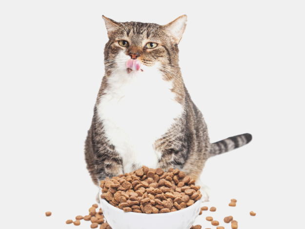 Diabetes Mellitus in Cats