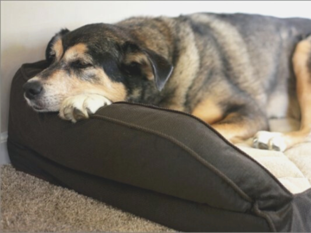 A Proactive Approach to Canine Osteoarthritis – Boehringer Ingelheim Sponsored