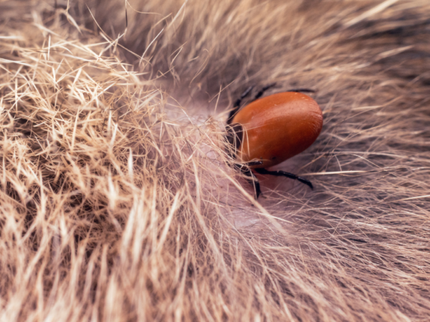 Tick-borne disease in dogs and cats: Besides Lyme in the Tick of Time