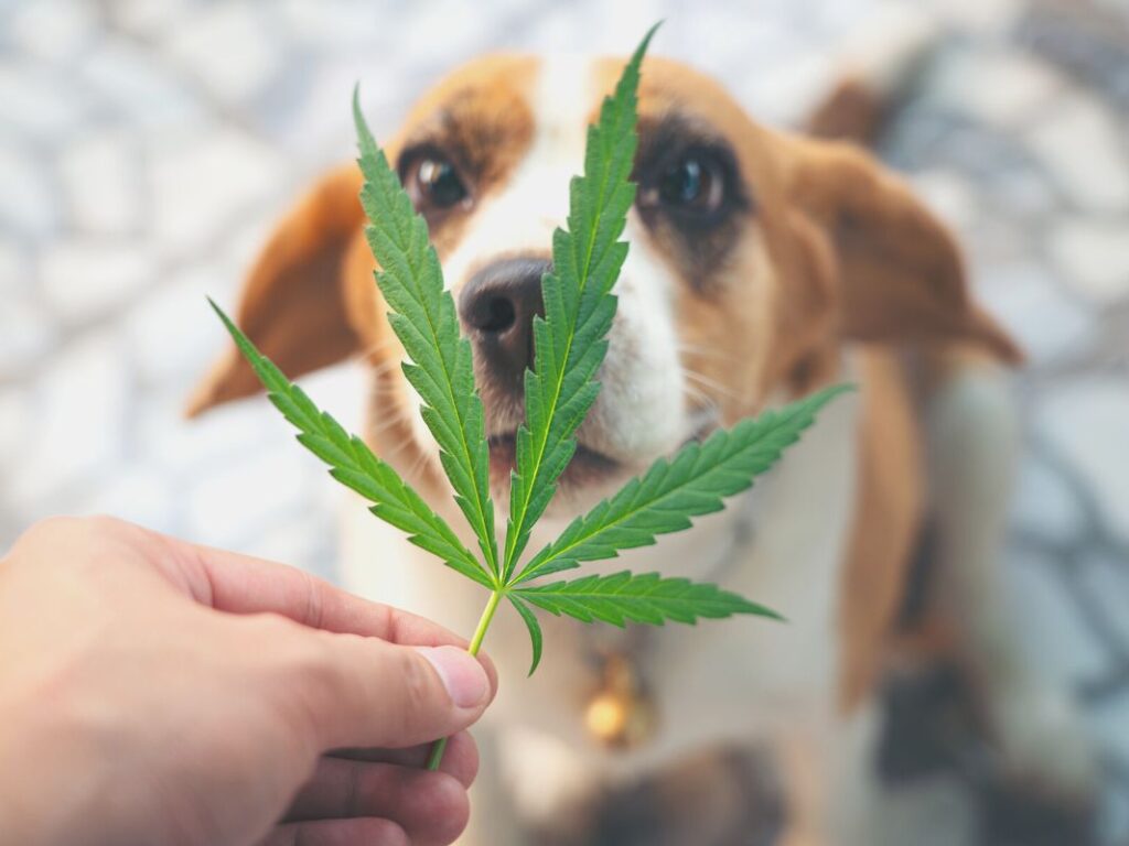 Veterinary Cannabis Therapy