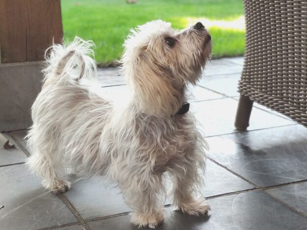 Cushing's Disease (Vet Candy Simulated live Webinar)