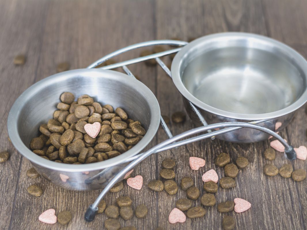 Heart Healthy Diets & Supplements in the Canine Patient Vetcetera