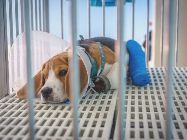 Practice Pearls: Emergency Stabilization for General Practitioners