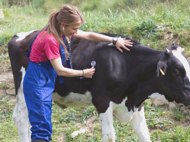 Bovine Respiratory Disease & Diagnostic Procedures for Veterinary Technicians