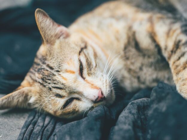 Sugar, You're Going Down