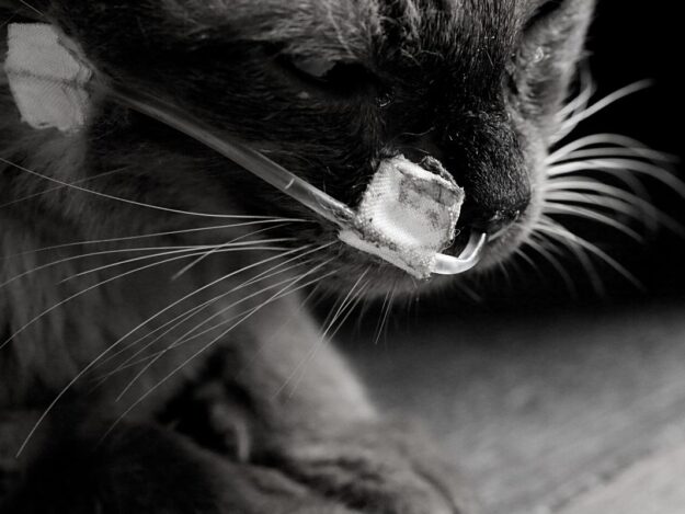 The Art of Assisted Feeding