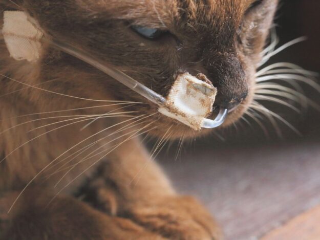 The Art of Assisted Feeding