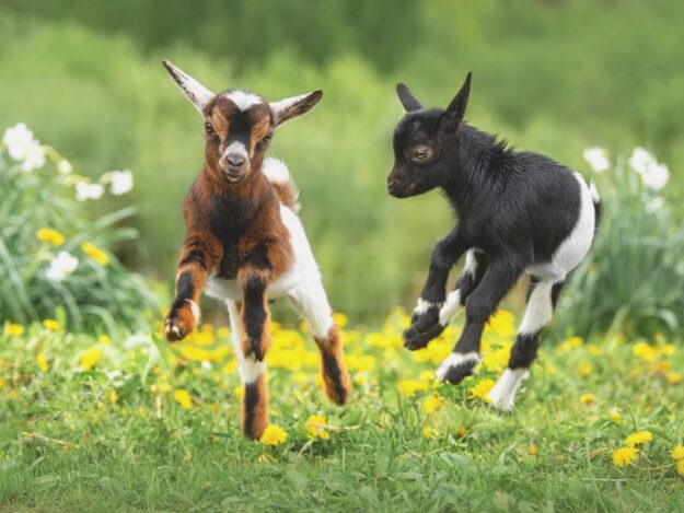 Ruminant Parasitology