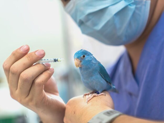 Pain Management in Exotic and Lab Animal Species