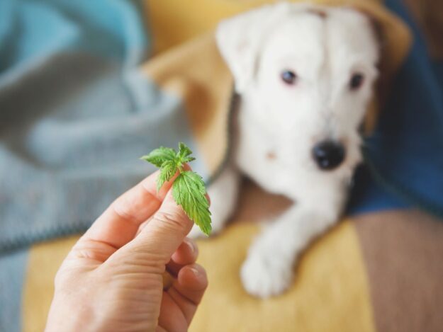Introduction to Veterinary Cannabis Therapy