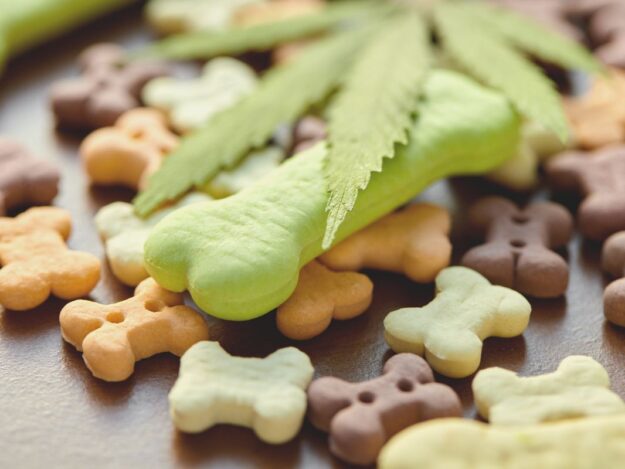 How to Develop a Cannabis Plan