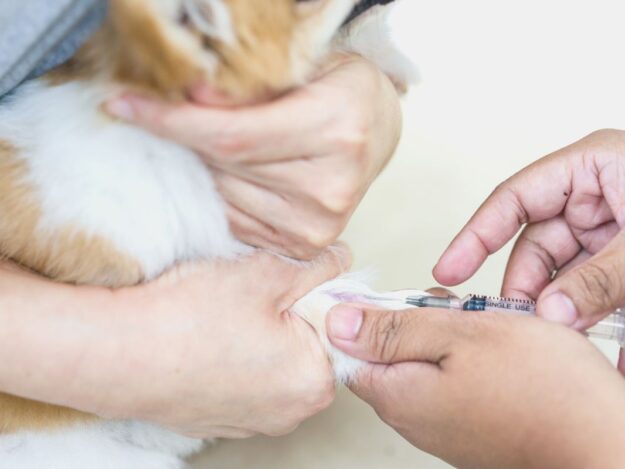 Hematology Part 1: Preparing Samples and Verifying Automated Complete Blood Counts.