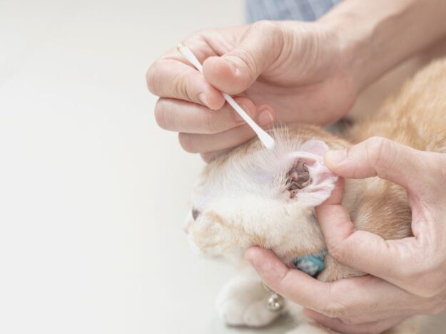 Parasitology Part 1: Sample Collection, Processing and Differentiating Pseudoparasites from True Parasites