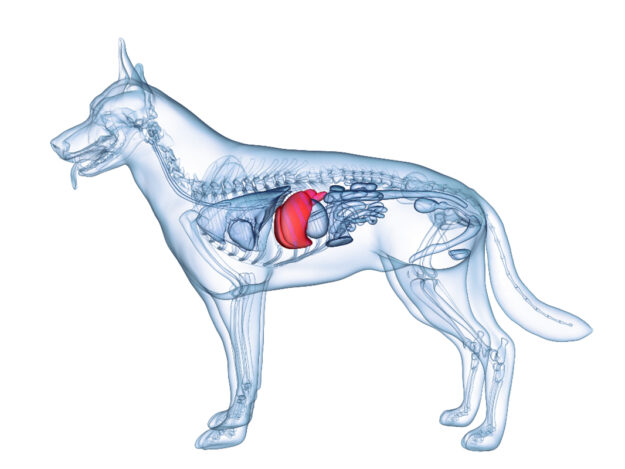 Clinical Tips, Tests, and Treatments for Canine Immune and Copper Associated Chronic Hepatitis - AKC CHF SPONSORED