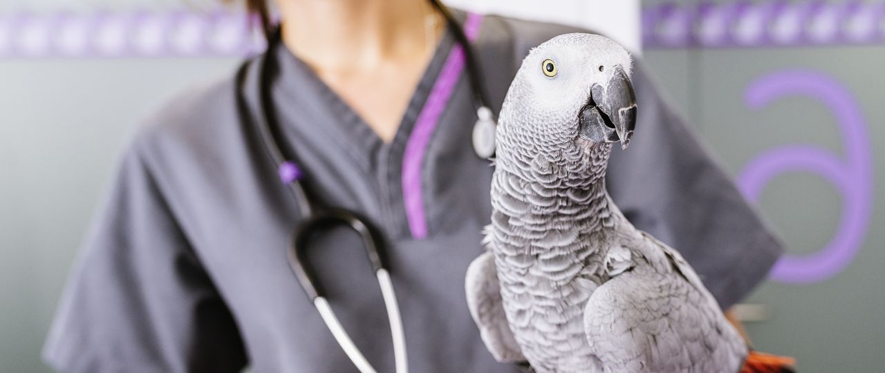 [inar] Practical Emergency & Critical Care of Pet Birds CHEWY