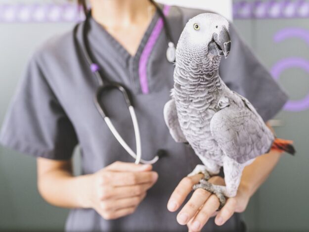 Practical Emergency & Critical Care of Pet Birds