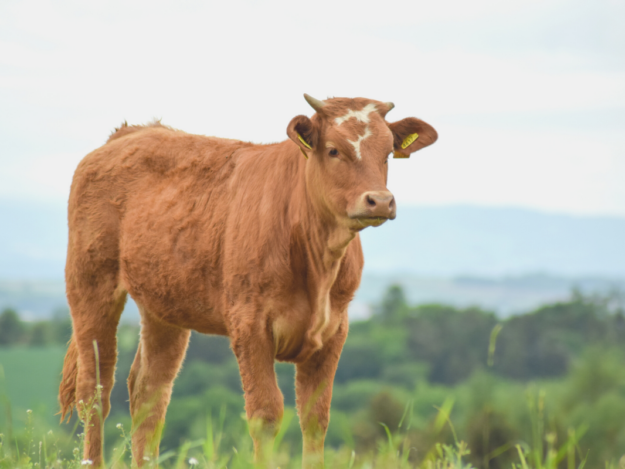 Bovine Viral Diarrhea Virus: A Reproductive & Respiratory Disease Nightmare