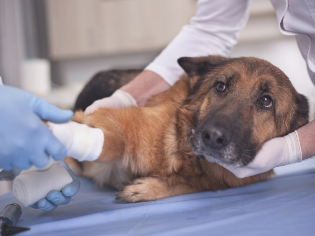 Shock: Recognition, Assessment, Treatment - CHEWY SPONSORED