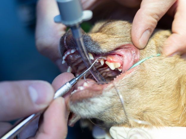 The Complete Plan for the Periodontal Patient – COHAT