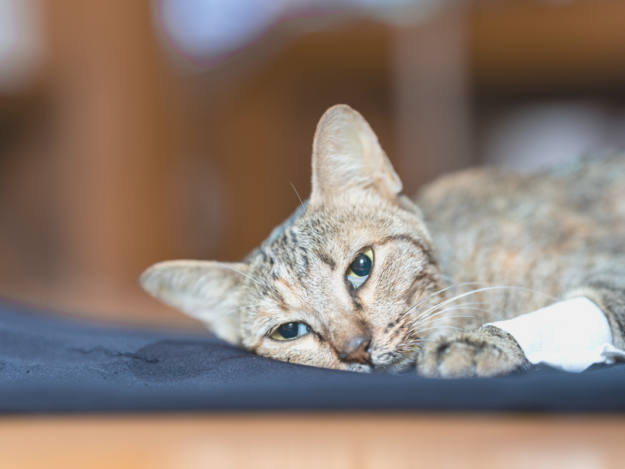 Frontiers in Veterinary Oncology: Evaluating Liquid Biopsy, AI Predictions, and Genomic Insights for Canine Cancer Management.