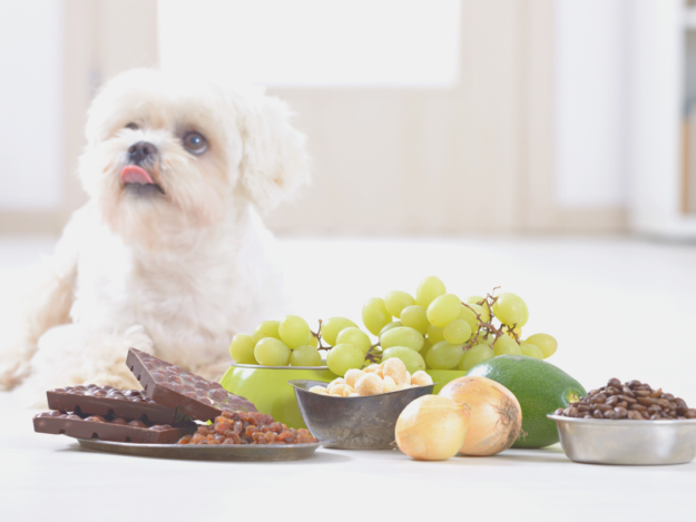 Small Animal Toxicology Review