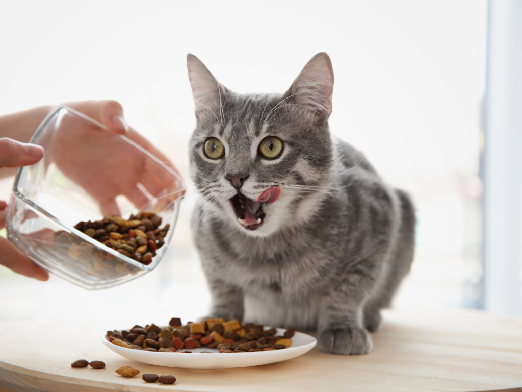 Getting Cats to Eat: It is More Than Pouring Food In A Bowl