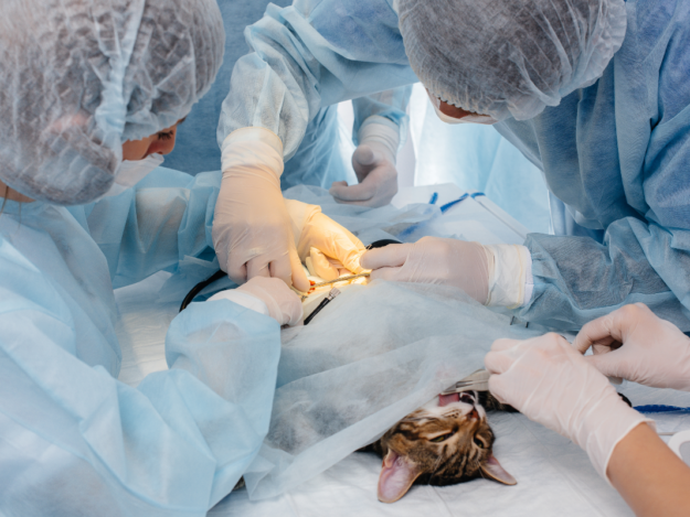 Perioperative Surgical Patient Care: Honoring the Bond