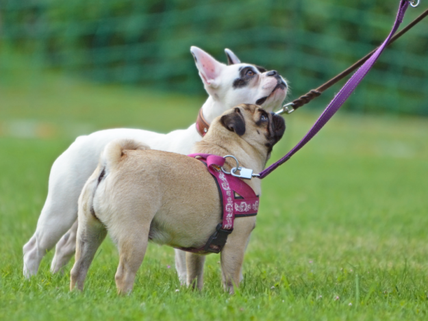 Upper Airway Disease - More than just a squished face!