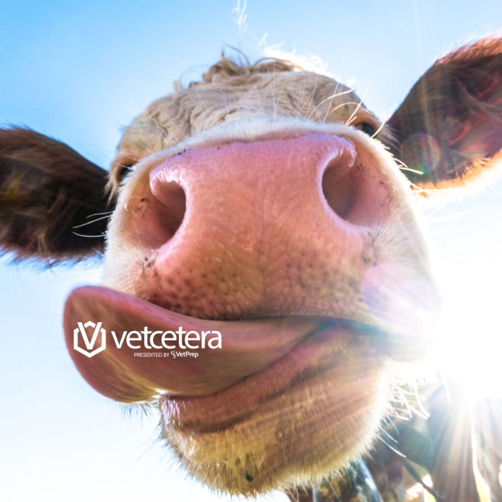 VetPrep PowerPrep Week 4: Ruminants