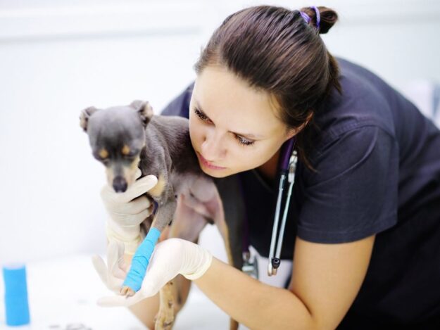 Maximizing Veterinary Technician Utilization - Session 3: Measuring Success and Continuous Improvement