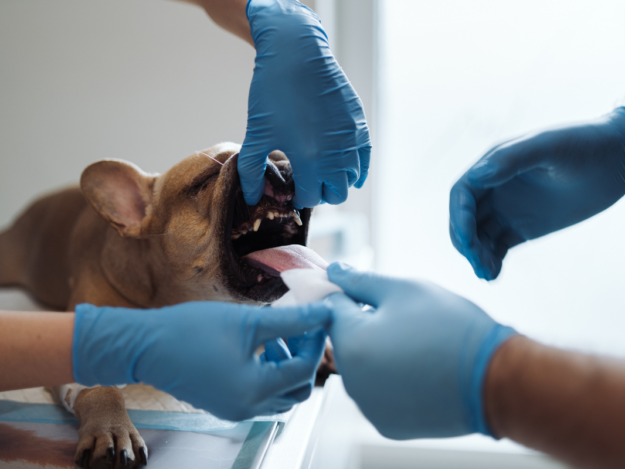 Let's Go Tubing! Intubation, Extubation and Beyond!