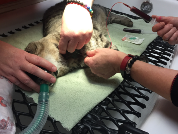 Transfusion Complications: When Blood Components Go Bad!