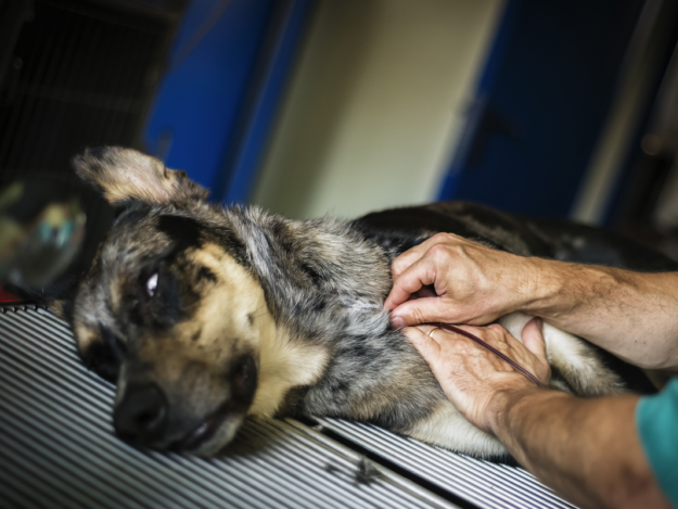 Life-Saving Alternatives in Veterinary Transfusions: Autotransfusions and Xenotransfusions