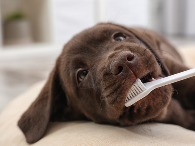 50 Dental Hacks to Smile About