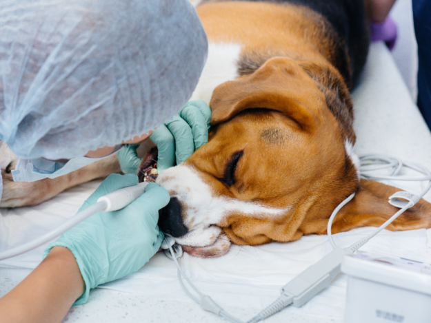 Exam Room Dental Gems