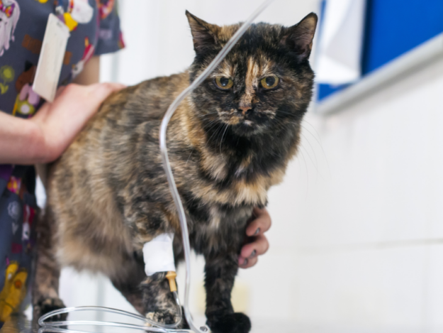 Practical Blood Banking and Donor Programs