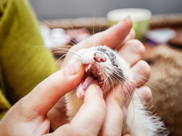 Exotic Companion Mammal Dentistry Essentials