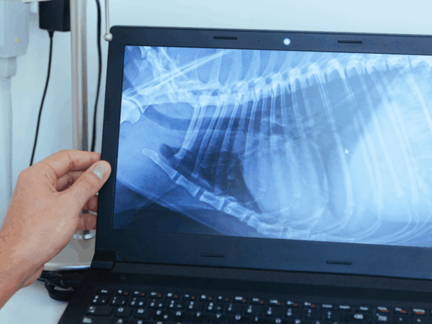 Veterinary Standards in Small Animal Thoracic Radiology