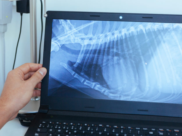 Veterinary Standards in Small Animal Thoracic Radiology