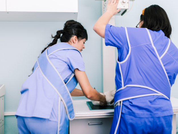 Standards in Small Animal Radiology Positioning and Safety