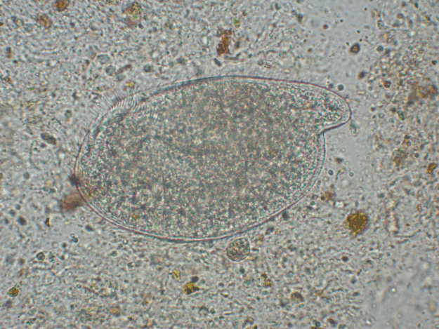 Practical Parasitology for Exotic Pets