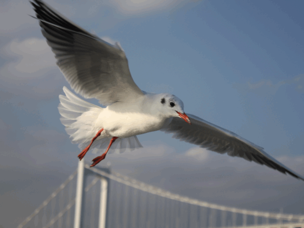 A Gentle Goodbye: Euthanasia Principles for Exotic Pets