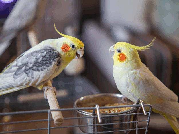 Behavior Basics for Exotic Pets