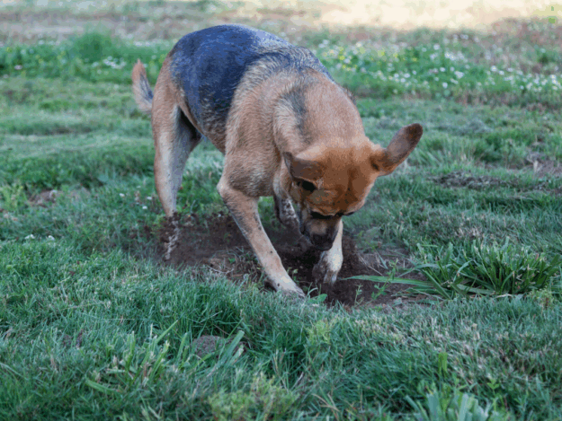 Canine Barking-Digging-Chewing-Coprophagia