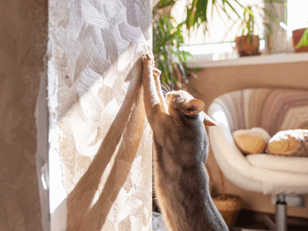 Tackling Feline Behavior Problems to Keep Cats in Their Homes