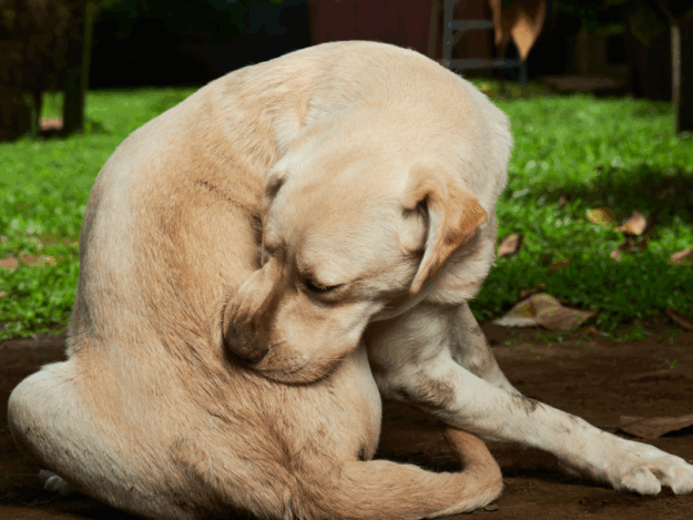 Treating the Itch That Won't Quit