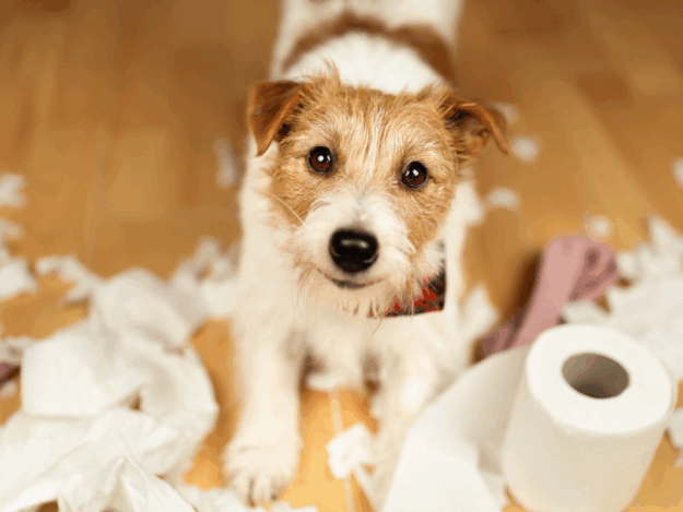 Canine Separation Anxiety Diagnosis and Treatment