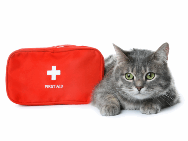 CPR and RECOVER Guidelines Updated, 2024