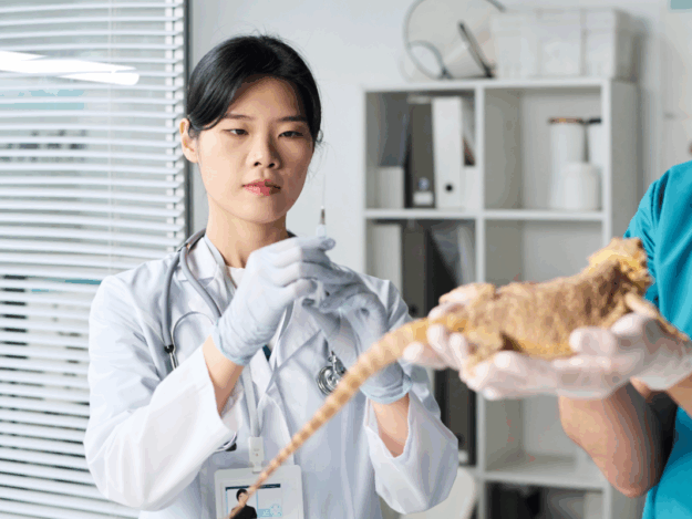 Analgesia in Exotic Species