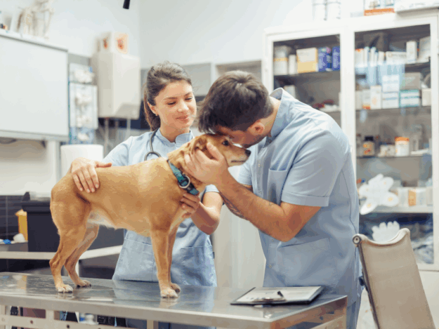 Navigating Financial Conversations in Veterinary Care: Strategies for Compassionate Care and Effective Communications